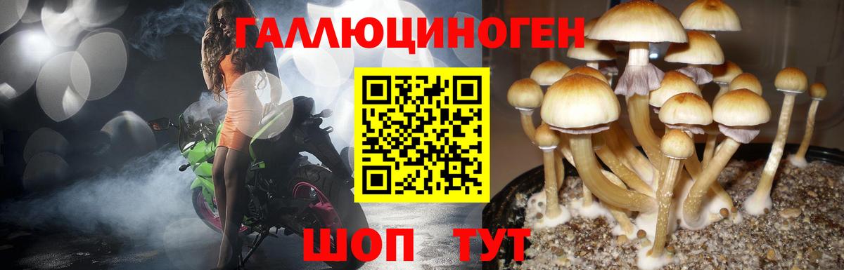 Зеленогорск  Галлюциногенные грибы Psilocybe  Вход с VPN 